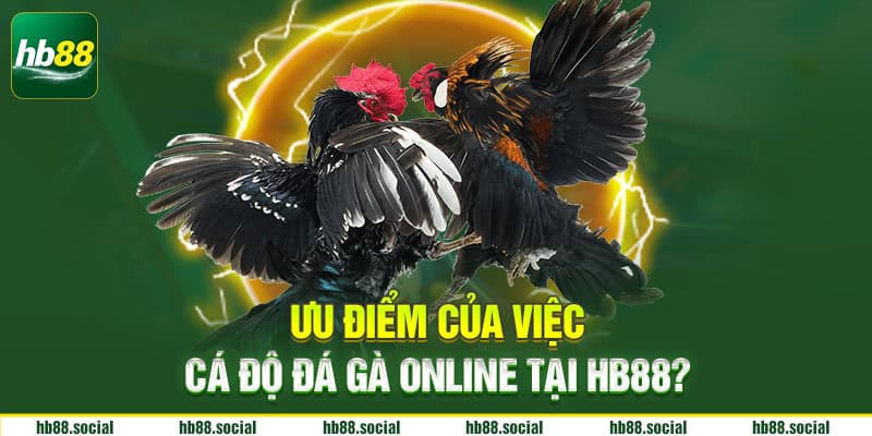 Ưu điểm của việc cá độ đá gà online tại HB88