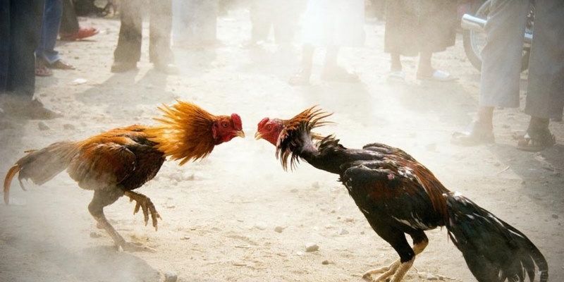 Đa dạng các hình thức đá gà đỉnh cao hàng đầu