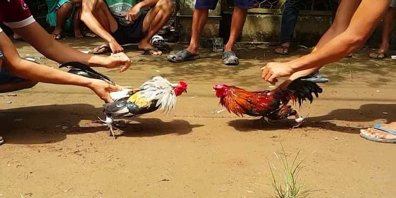 Giới thiệu về quy mô tại trường gà Mộc Hóa