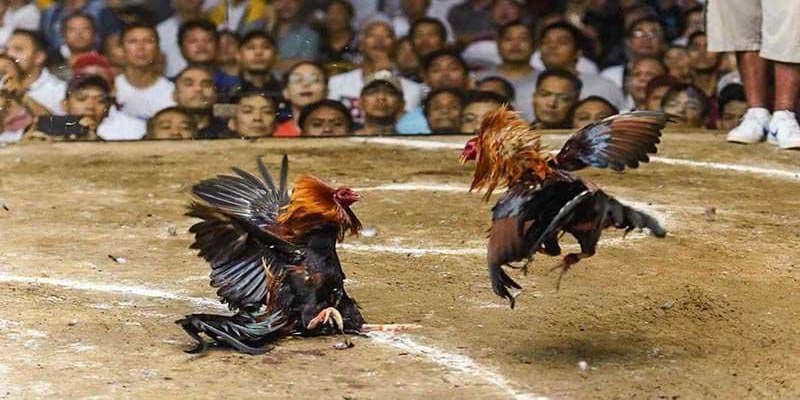 Trường đấu mở cửa vào một số khung giờ cho khán giả tiện theo dõi 